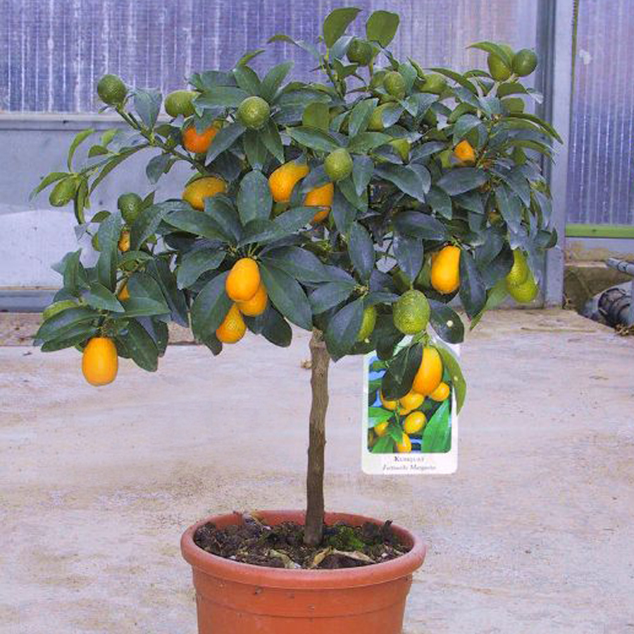 Kumkvat / koktélmandarin Citrus fortunella 'Kumquat'